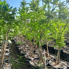 4-5 YAŞ NARENCİYE FİDANLARI