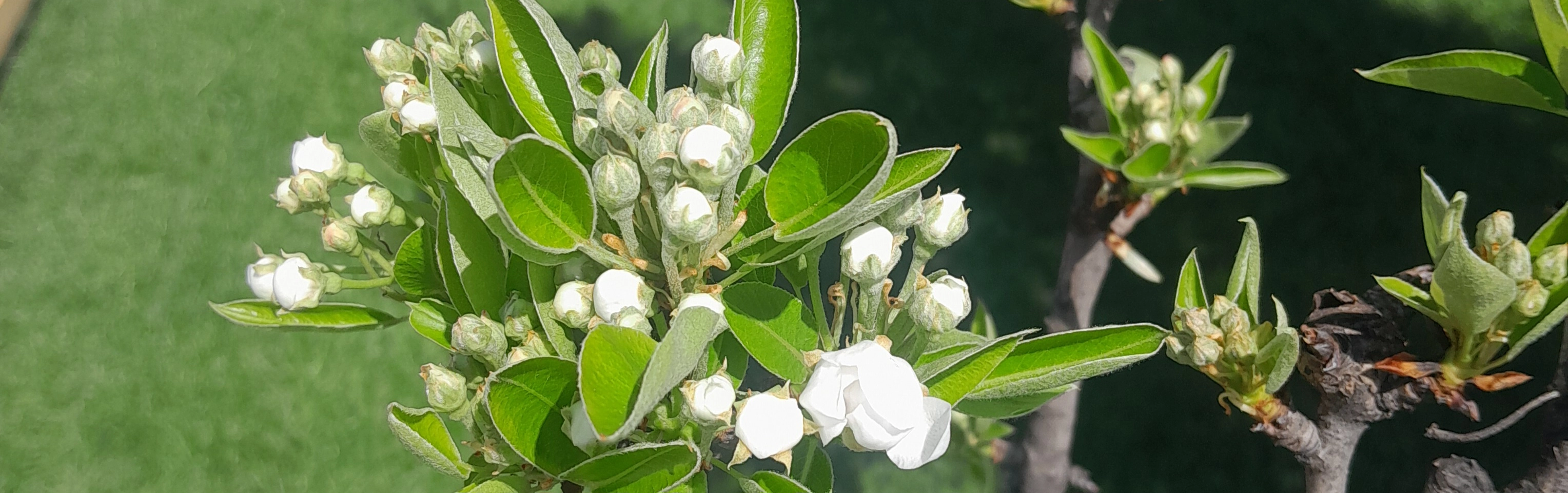 Meyve fidani-Bandırma Bahçe Marketi