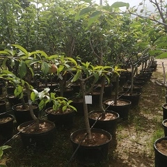 6-7 Yaş MEYVE AĞAÇLARI