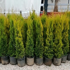 SELVİ-ÇAM VE SÜS AĞACI ÇEŞİTLERİ