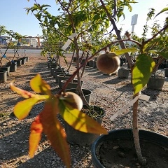 4-5 YAŞ MEYVE FİDANLARI