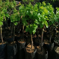 SARMAŞIK VE ÇALI TÜRÜ MEYVE FİDANLARI