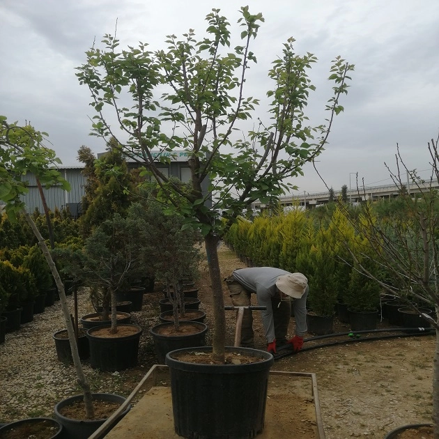 6-7 YAŞ YETİŞKİN MEYVE AĞACI