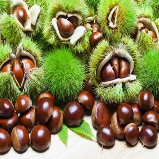 3 YAŞ KESTANE FİDANI KEMER