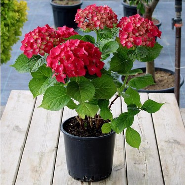 Ortanca çiçeği kırmızı