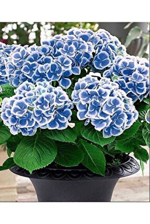 Ortanca çiçeği saksılı mavi