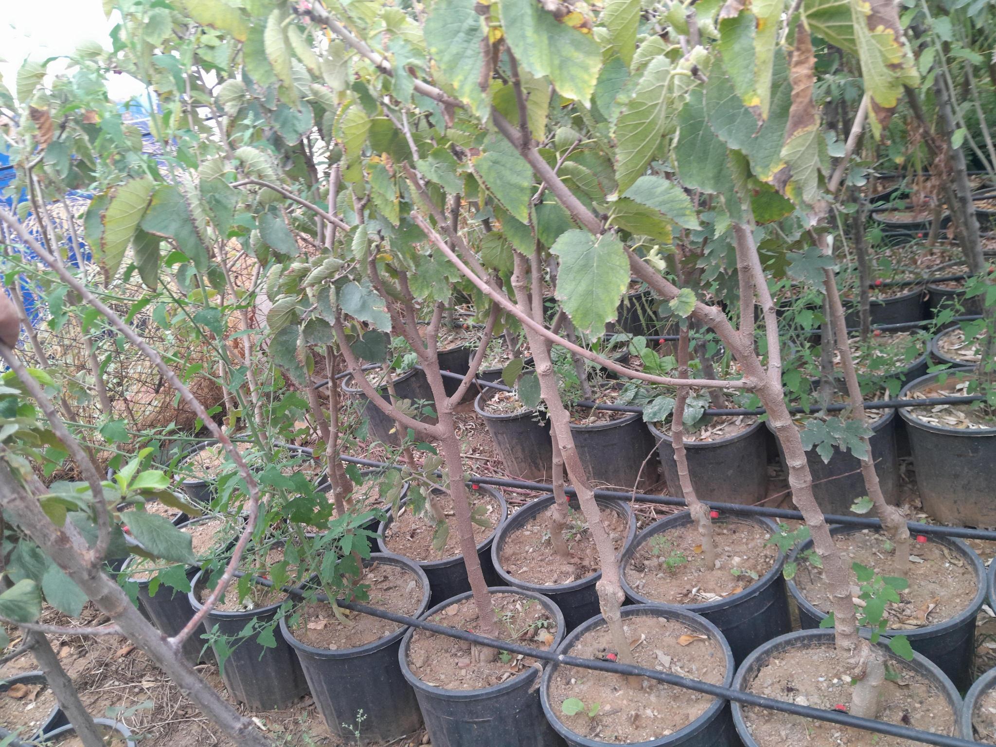 4 yaş saksılı yerli ekşi karadut fidanı