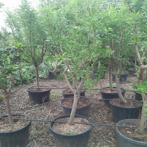 Badem Ağacı Texas 7 Yaş Saksılı Yetişkin