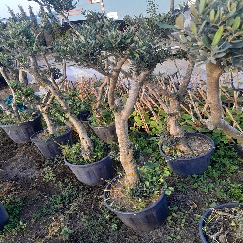Zeytin Ağacı Gemlik 10 Yaş Saksılı Yetişkin