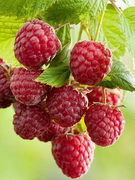AHUDUDU FİDANI YEDİVEREN POLKA 3 YAŞ
