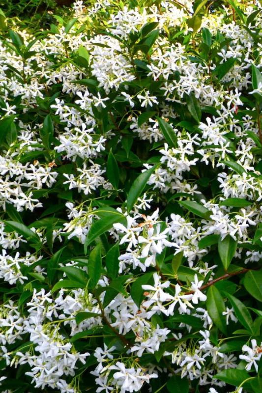 ARAP YASEMİN SARMAŞIK ÇİÇEĞİ