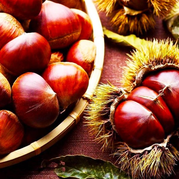3 yaş kestane fidanı marigoule