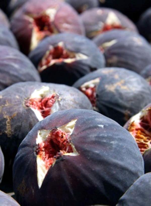 10%20ADET%20KARIŞIK%20MEYVE%20FİDANI%20PAKETİ