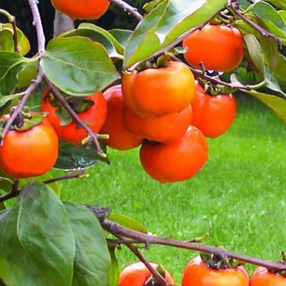 3 Yaş CENNET HURMASI FİDANI ROJO BRİLLANTE