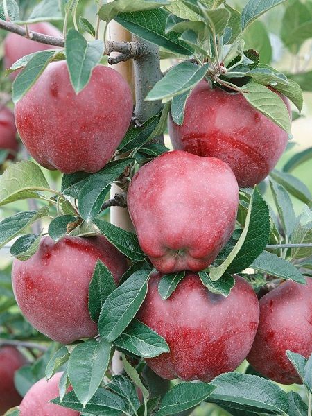ELMA FİDANI AMASYA 3 YAŞ