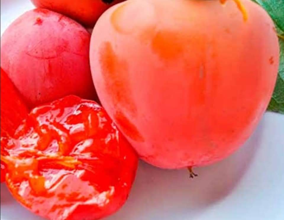 CENNET HURMASI FİDANI ROJO BRİLLANT 3 YAŞ