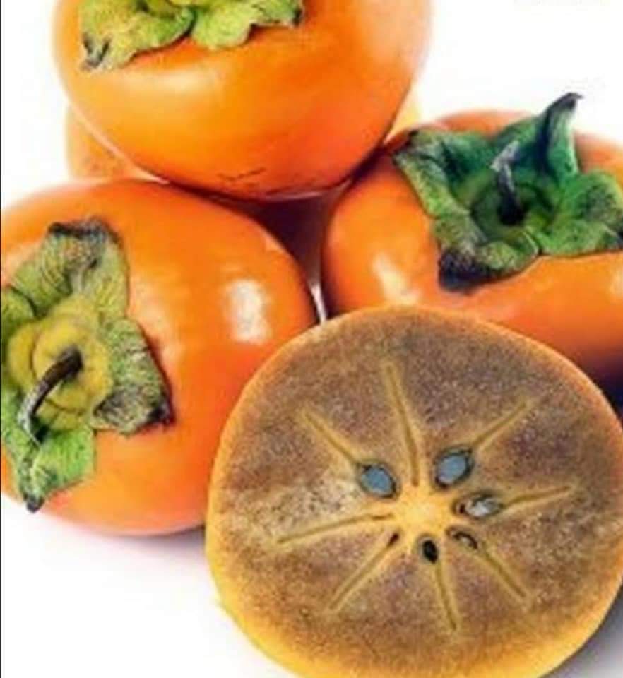 CENNET HURMASI FİDANI HACHİYA 3 YAŞ