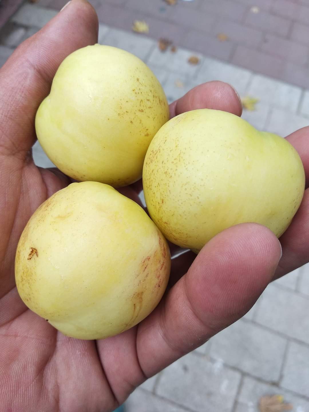 NEKTARİN FİDANI BEYAZ 3 YAŞ
