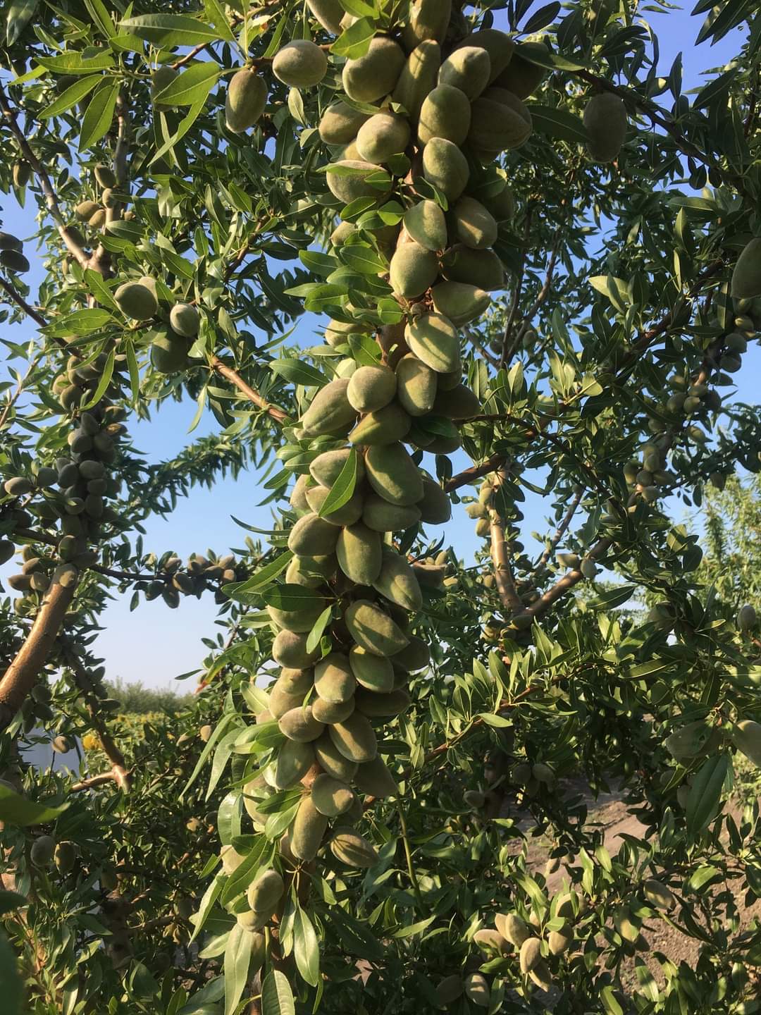 3%20yaş%20tüplü%20badem%20fidanı%20feraduel