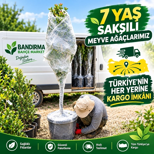 Vişne Ağacı Kütahya 7 Yaş Saksılı Yetişkin