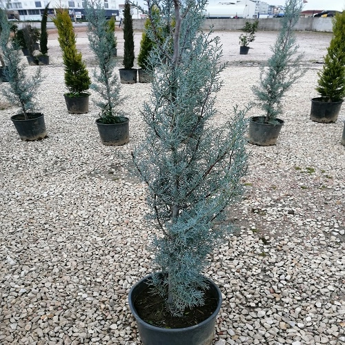 MAVİ SELVİ AŞILI ARİZONA 150CM