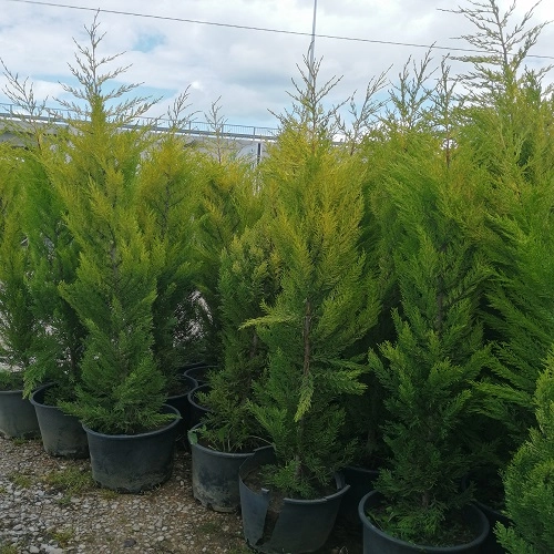 LİMONİ FİDANI SERVİ FİDANI 150CM BOYUNDA