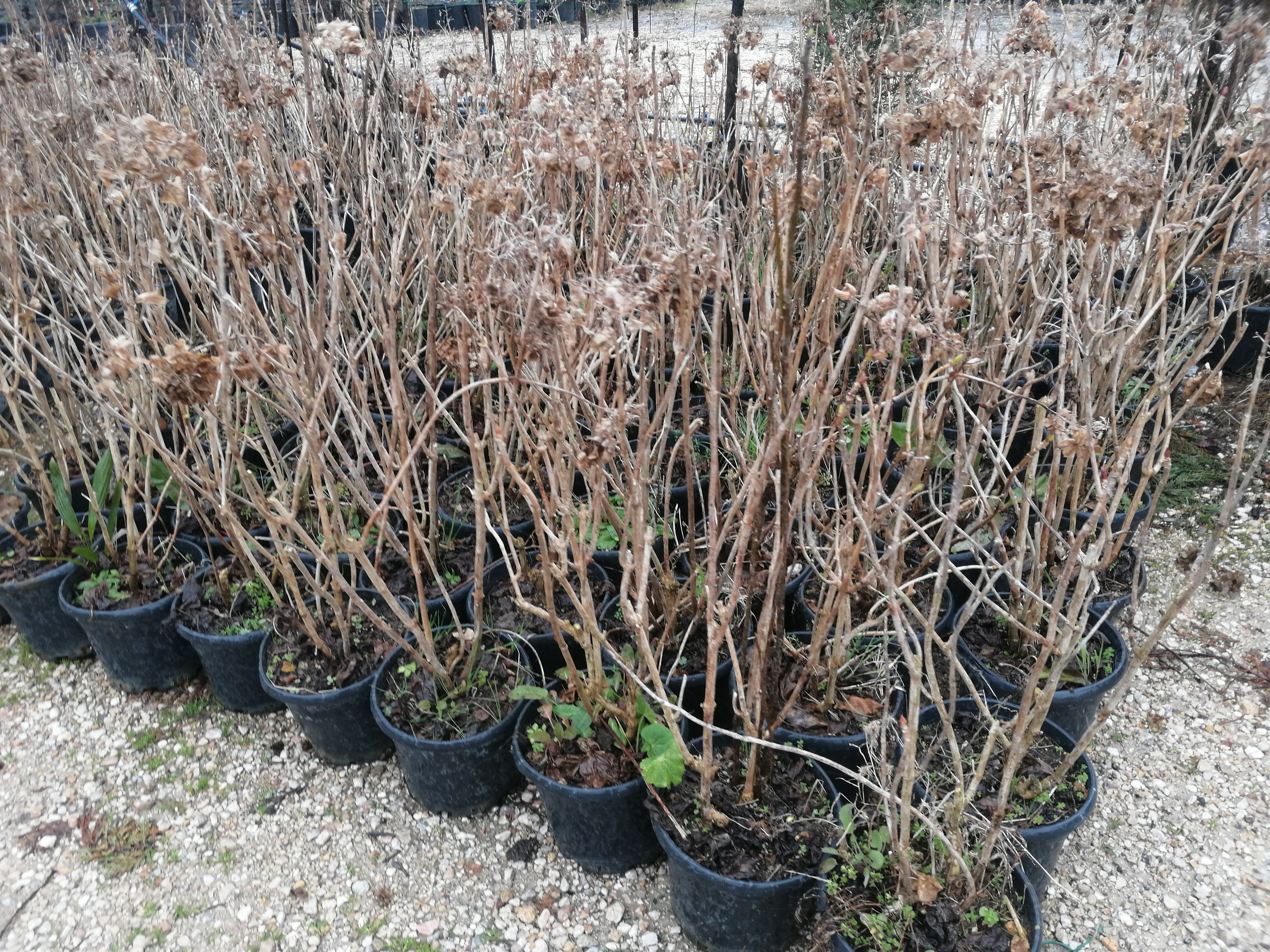 Ortanca çiçeği saksılı mavi