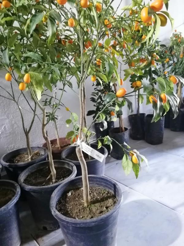 4 YAŞ SAKSILI KUMKUAT AĞACI