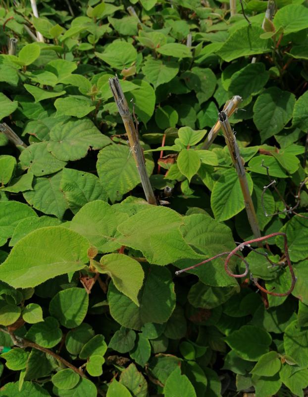 KİVİ FİDANI HAYWARD 1 ERKEK 1 DİŞİ ÇEŞİT 2 YAŞ 2 ADET TÜPLÜ
