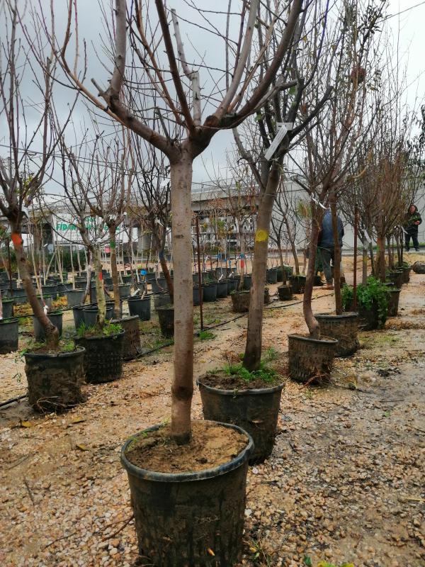7 YAŞ SAKSILI ARMUT AĞACI CARMEN