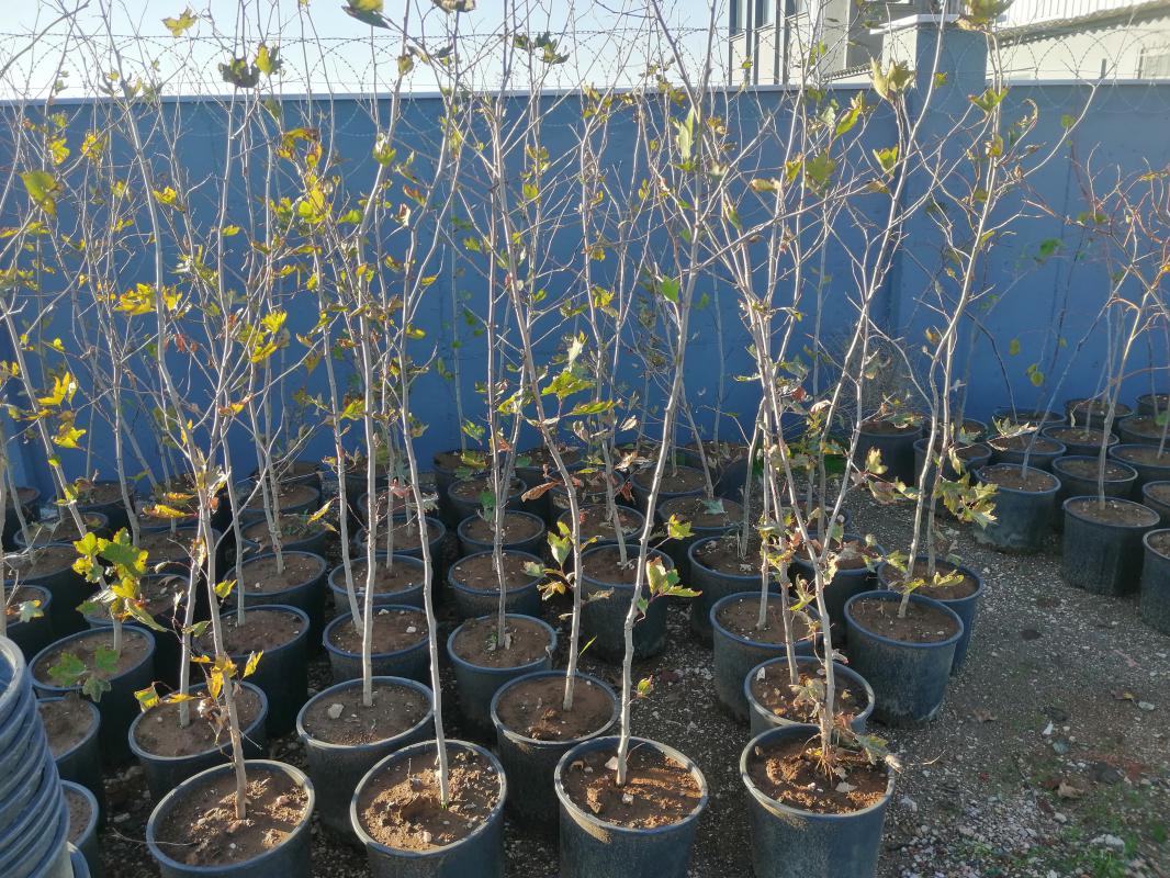 4 yaş çınar fidanı 200cm boyunda 