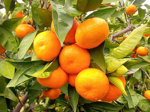 Mandalina Ağacı Okitsu 5 Yaş Saksılı Yetişkin