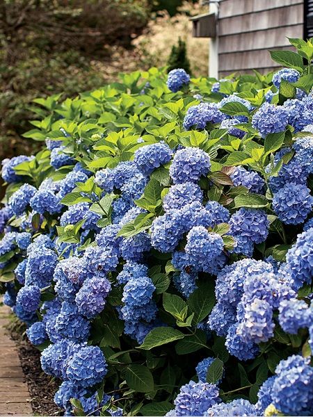 Ortanca çiçeği saksılı mavi