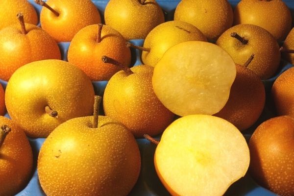 7 YAŞ SAKSILI ARMUT AĞACI NAŞİ