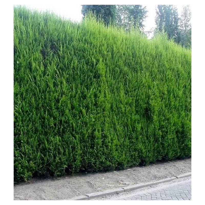 LEYLANDİ ÇAMI FİDANI SAKSILI 200CM BOYUNDA