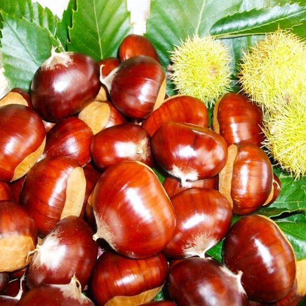 4 yaş saksılı kestane fidanı betizac