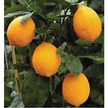 Mayer Limon Fidanı - Saksılı Yetişkin.