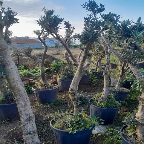 Zeytin Ağacı Gemlik 10 Yaş Yetişkin.