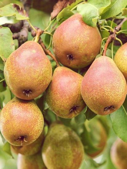 ARMUT AĞACI