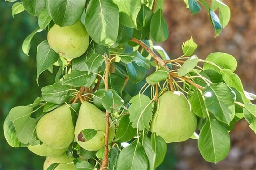 3 YAŞ TÜPLÜ ARMUT FİDANI SANTAMARİA