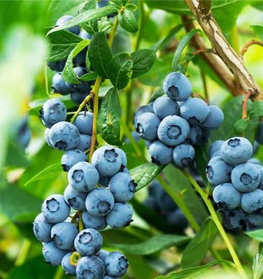 YABAN MERSİNİ (BLUE BERRY)