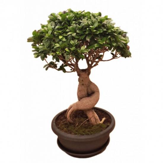 BONZAİ