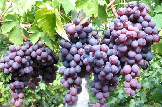 Cardinal Üzüm Fidanı