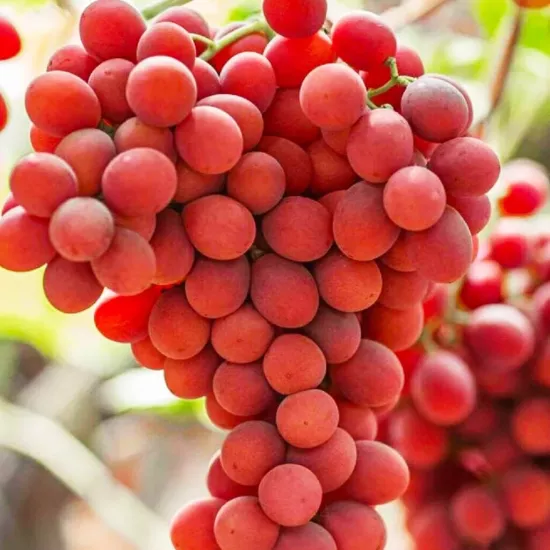 Asma Fidanı CRİMSON SEEDLESS