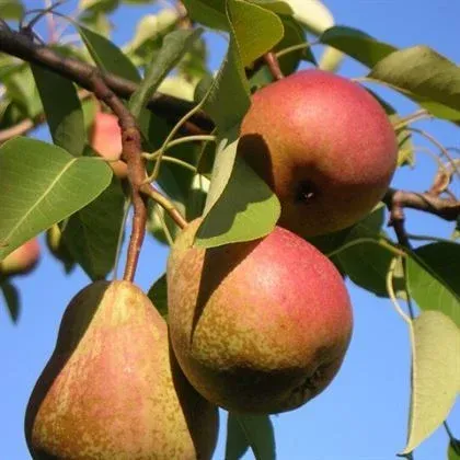 ARMUT AĞACI