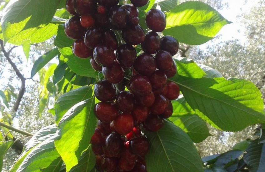 kiraz fidanı eşme erkenci