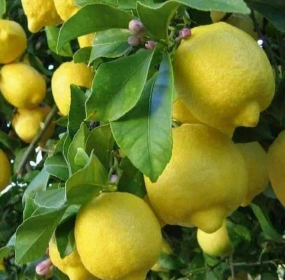 LİMON FİDANI YEDİVEREN