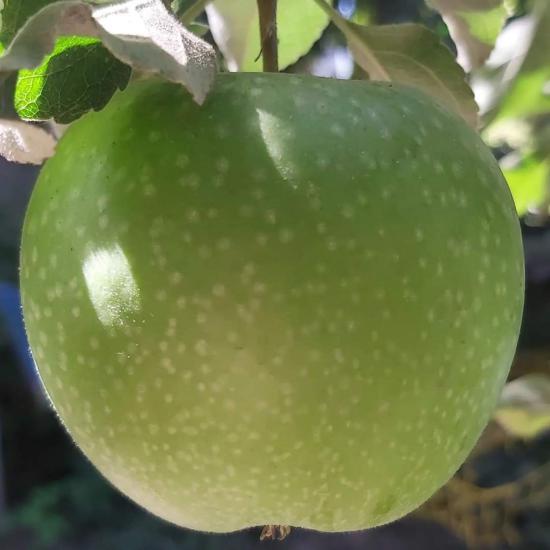 elma fidanı granny smith