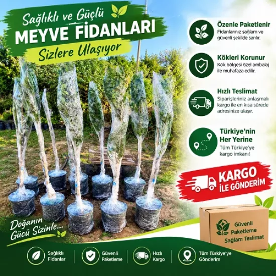 Zeytin Fidanı Yağlık.