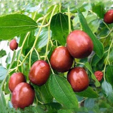 Hünnap Fidanı - Saksılı Yetişkin.